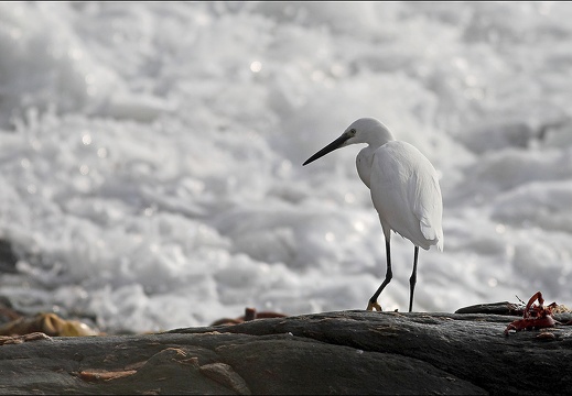 Aigrette garzette 19-10-21 11 (1141 visits) Aigrette garzette 19-10-21 11