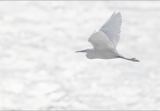 Aigrette garzette 19-10-21 12 (824 visits) Aigrette garzette 19-10-21 12