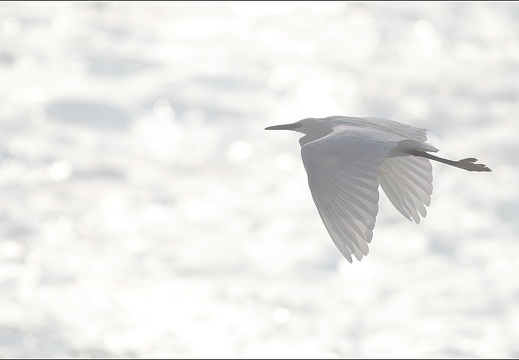 Aigrette garzette 19-10-21 13 (885 visits) Aigrette garzette 19-10-21 13