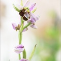 Ophrys apifera 08-06-21 004