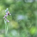 Ophrys apifera_30-05-21_17.jpg