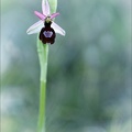 Ophrys drumana 28-04-22 003