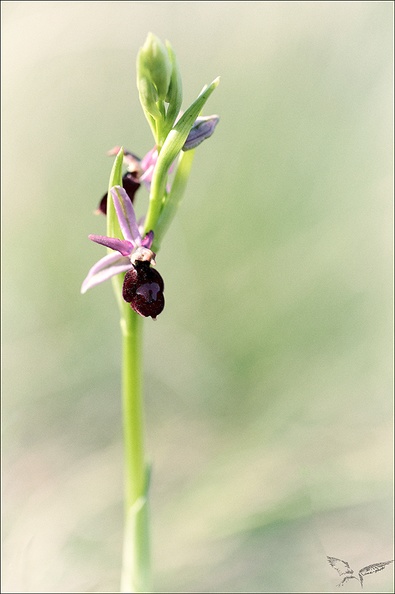 Ophrys drumana_28-04-22_004.jpg