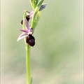 Ophrys drumana 28-04-22 004