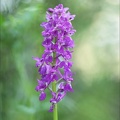 Orchis mascula 28-04-22 014