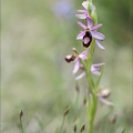 Ophrys drumana 01-05-22 003
