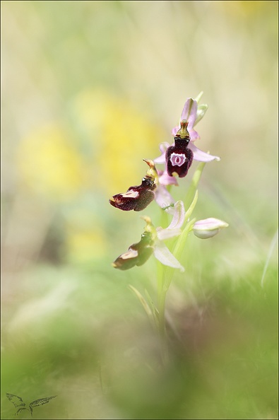 Ophrys drumana_01-05-22_005.jpg