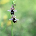 Ophrys drumana_01-05-22_0010.jpg