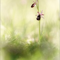 Ophrys drumana 01-05-22 0012
