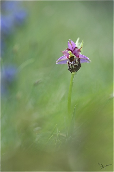 Ophrys fuci lusus mickey_01-05-22_002.jpg