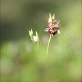 Ophrys fuci lusus mickey_01-05-22_008.jpg