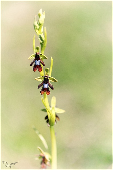 Ophrys insectifera_01-05-22_002.jpg
