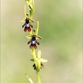 Ophrys insectifera 01-05-22 002