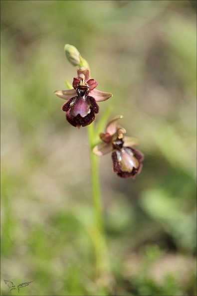 Ophrys speculum x drumana_01-05-22_006.jpg