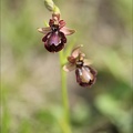 Ophrys speculum x drumana_01-05-22_006.jpg