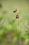 Ophrys speculum x drumana 01-05-22 011