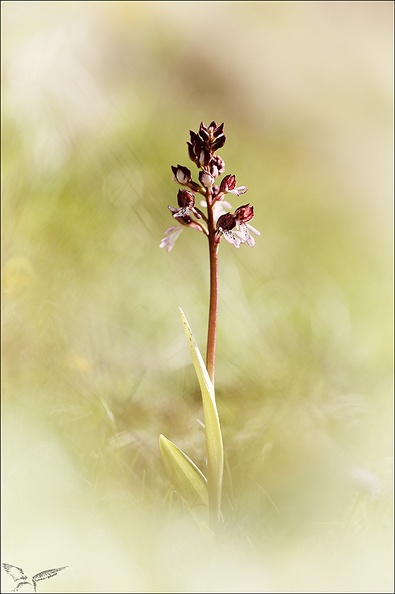 Orchis purpurea x militaris_01-05-22_002.jpg