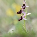 Ophrys drumana 01-05-22 008