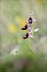 Ophrys drumana 01-05-22 008