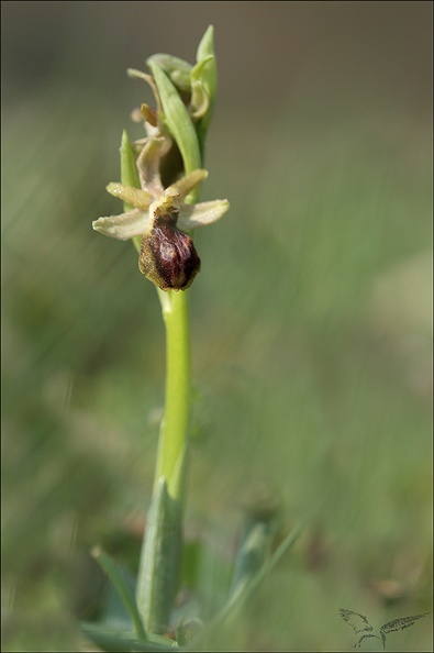 Ophrys arachnitiformis_09-03-22_002.jpg