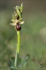 Ophrys arachnitiformis 09-03-22 002