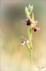 Ophrys api jardin 17-05-22 002