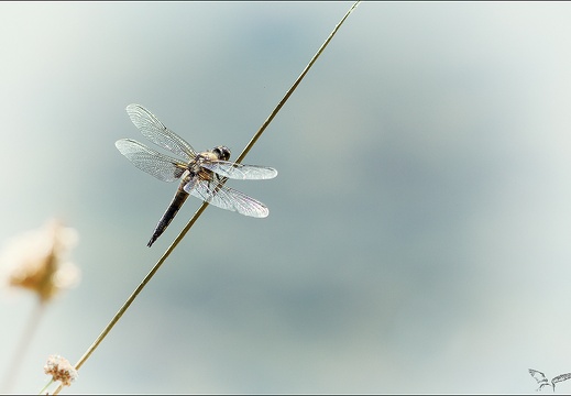 Libellula quadri (1450 visits) Libellula quadri