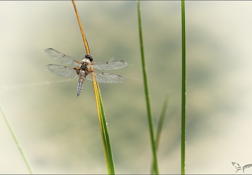 Libellula quadri+ (788 visits) Libellula quadri+