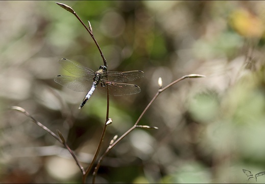 Orthetrum albistylum (1408 visits) Orthetrum albistylum
