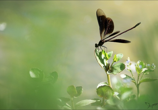 Calopteryx haemor (883 visits) Calopteryx haemor