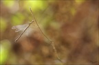 Lestes viridis 20-08-22 01