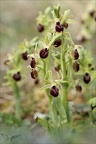 Ophrys occidentalis-5
