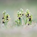 Ophrys occidentalis-6