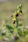 Ophrys occidentalis 20-03-23 011