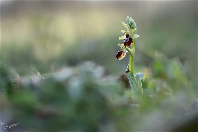 Ophrys occidentalis 20-03-23 021