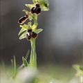 Ophrys occidentalis 20-03-23 003