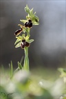 Ophrys occidentalis 20-03-23 003