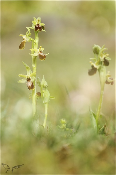 Ophrys occidentalis_29-03-23_037.jpg