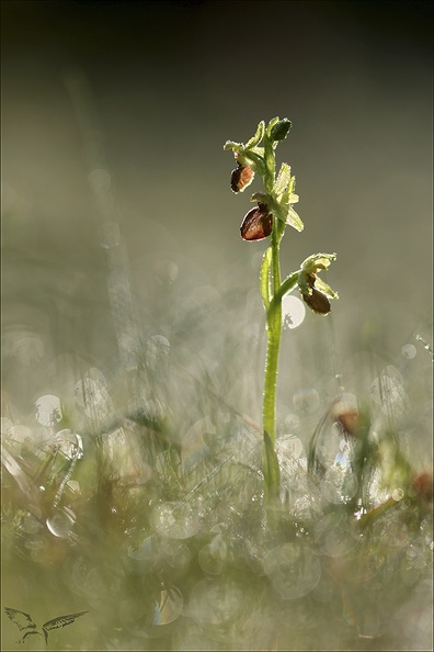 Ophrys occidentalis_28-03-23_010.jpg