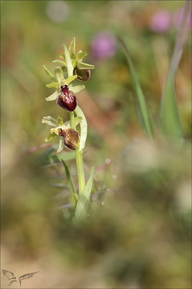 Ophrys occidentalis_21-03-23_004.jpg