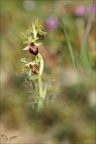 Ophrys occidentalis 21-03-23 004