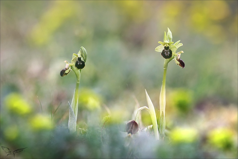 Ophrys occidentalis-3