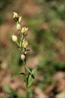 Cephalanthera damasionum- Cruss 19-05-23 004