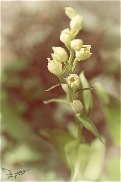 Cephalanthera damasionum- Cruss_19-05-23_001+.jpg