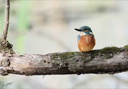 Martin-pêcheur 26-05-23 042 (528 visits) Martin-pêcheur 26-05-23 042
