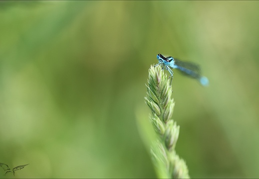 Agrion jouvencelle (645 visits) Agrion jouvencelle