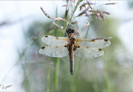 Libellula quadri (564 visits) Libellula quadri