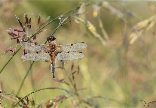 Libellula quadri 3 (642 visits) Libellula quadri 3