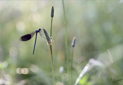 Calopterix splendens 22-05-23 003 (528 visits) Calopterix splendens 22-05-23 003