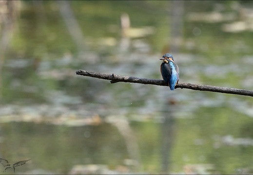 Martin-pêcheur 29-05-23 004 (709 visits) Martin-pêcheur 29-05-23 004